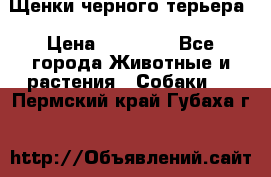 Щенки черного терьера › Цена ­ 35 000 - Все города Животные и растения » Собаки   . Пермский край,Губаха г.